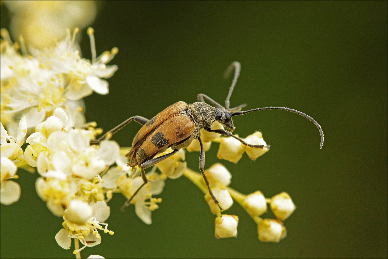 Gefleckter Blütenbock (Pachytodes cerambyciformis