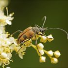 Gefleckter Blütenbock (Pachytodes cerambyciformis