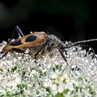 Gefleckter Blütenbock (Pachytodes cerambyciformis) - Judolia 