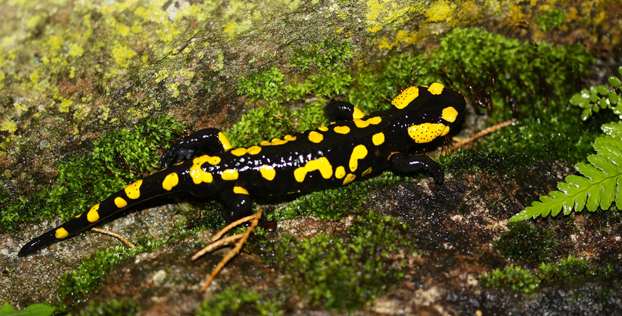 Gefleckter Feuersalamander