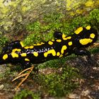 Gefleckter Feuersalamander