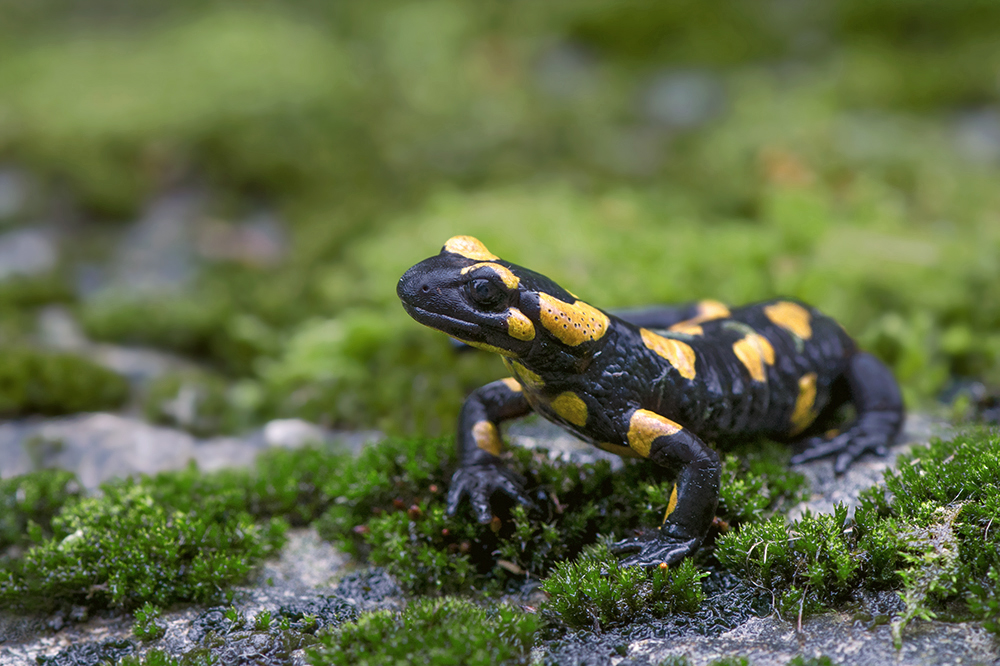 Gefleckter Feuersalamander