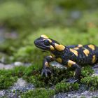 Gefleckter Feuersalamander