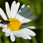 Gefleckter Halsbock