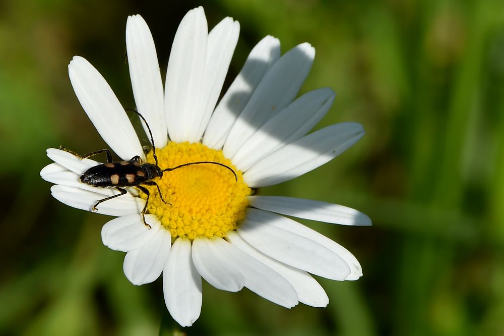 Gefleckter Halsbock