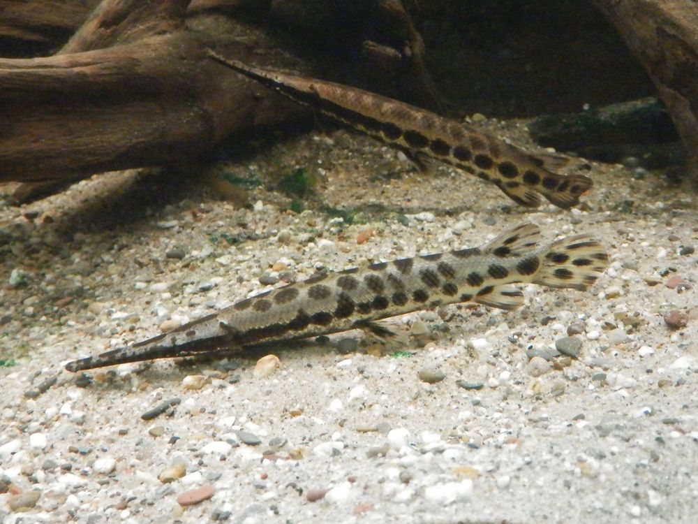 Gefleckter Knochenhecht (Lepisoteus oculatus) ein lebendes Fossil