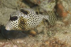 Gefleckter Kofferfisch - Lactophrys bicaudalis