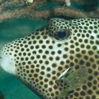 Gefleckter Kofferfisch   -  Spottetd Trunkfish  -  Lactophrys bicaudalis