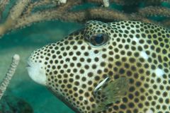 Gefleckter Kofferfisch   -  Spottetd Trunkfish  -  Lactophrys bicaudalis