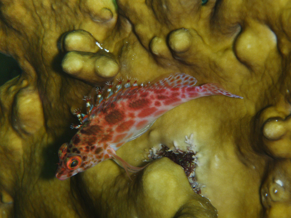 Gefleckter Korallenwächter