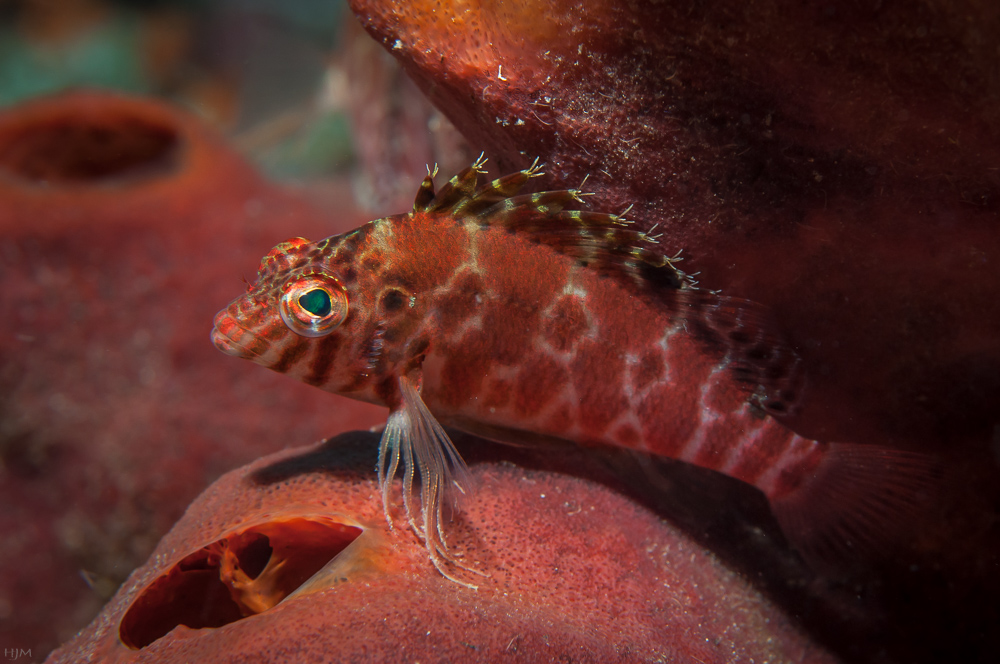 Gefleckter Korallenwächter