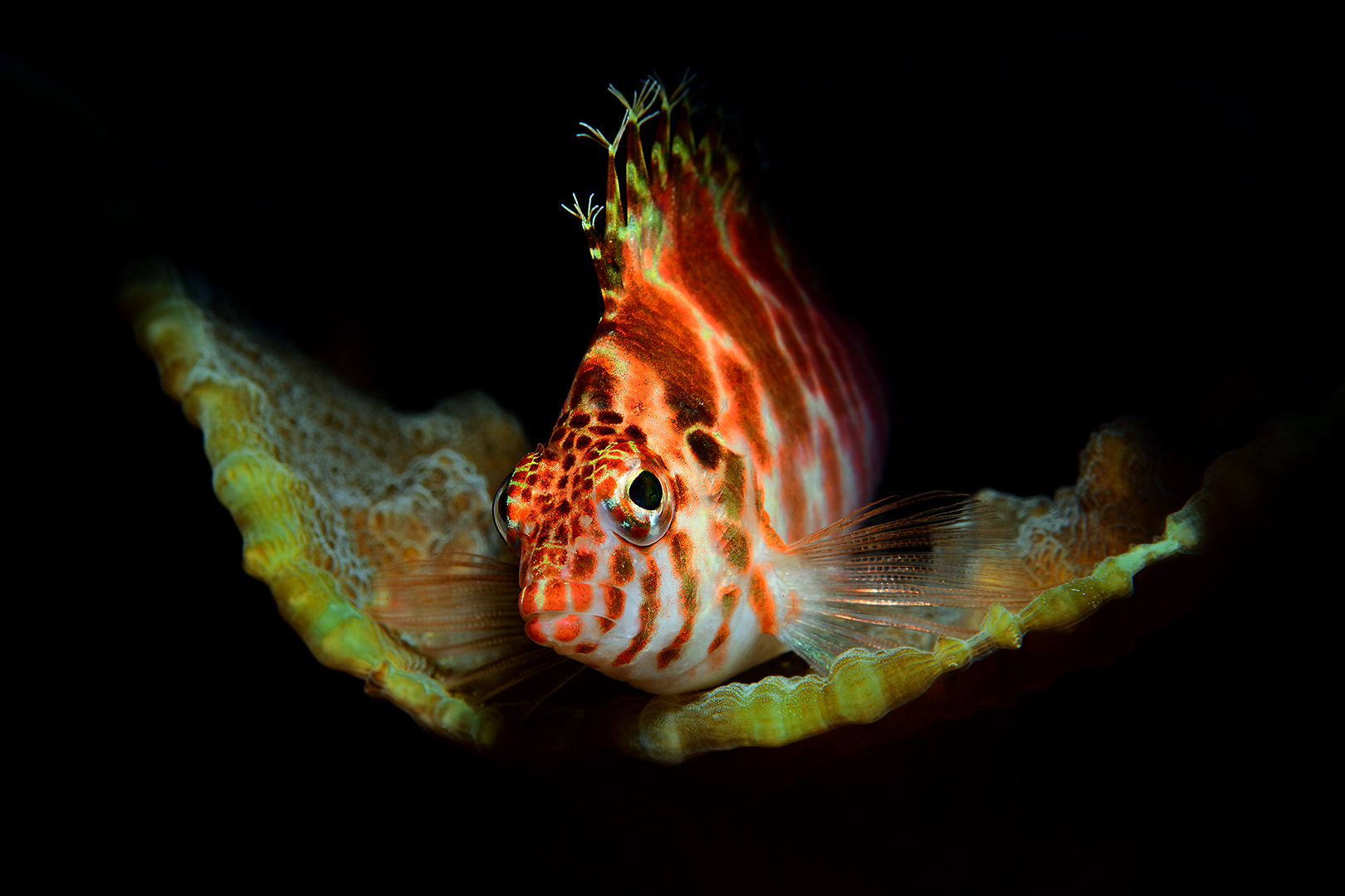 Gefleckter Korallenwächter (Cirrhitichthys oxycephalus) 