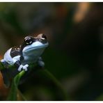 Gefleckter Krötenlaubfrosch