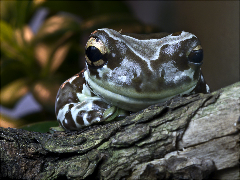 Gefleckter Krötenlaubfrosch (2)