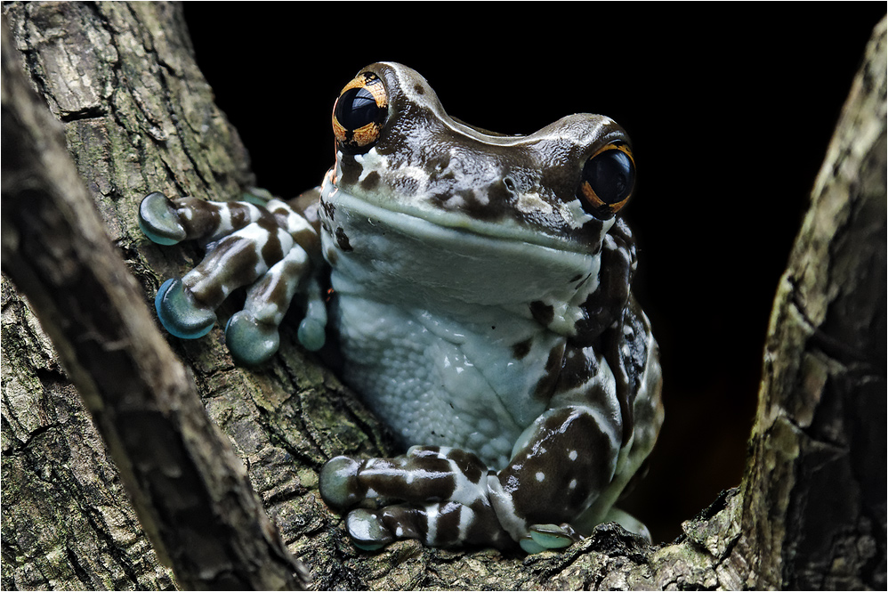 GEFLECKTER KRÖTENLAUBFROSCH