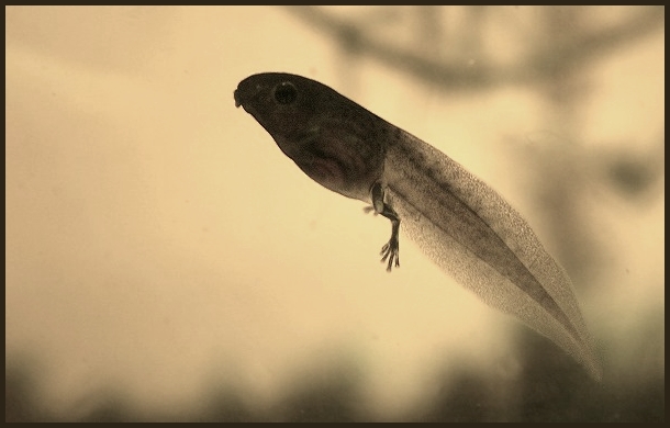 Gefleckter Krötenlaubfrosch