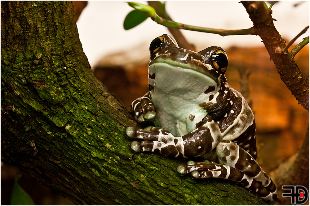 gefleckter krötenlaubfrosch