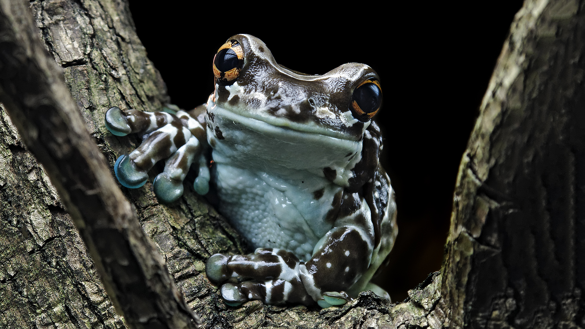 GEFLECKTER KRÖTENLAUBFROSCH