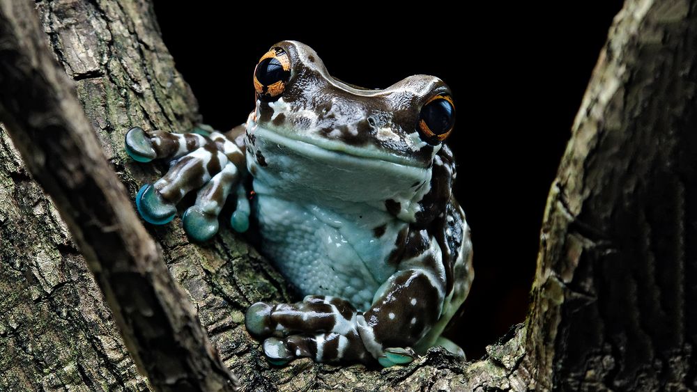 GEFLECKTER KRÖTENLAUBFROSCH