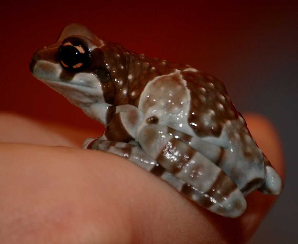 gefleckter Laubfrosch