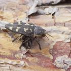 Gefleckter Nadelholz-Prachtkäfer (Buprestis novemmaculata)