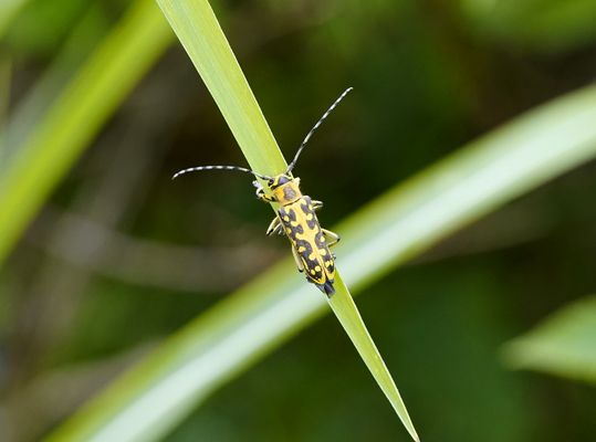 Gefleckter Pappelbock