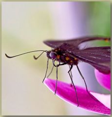 Gefleckter Parides