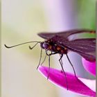 Gefleckter Parides