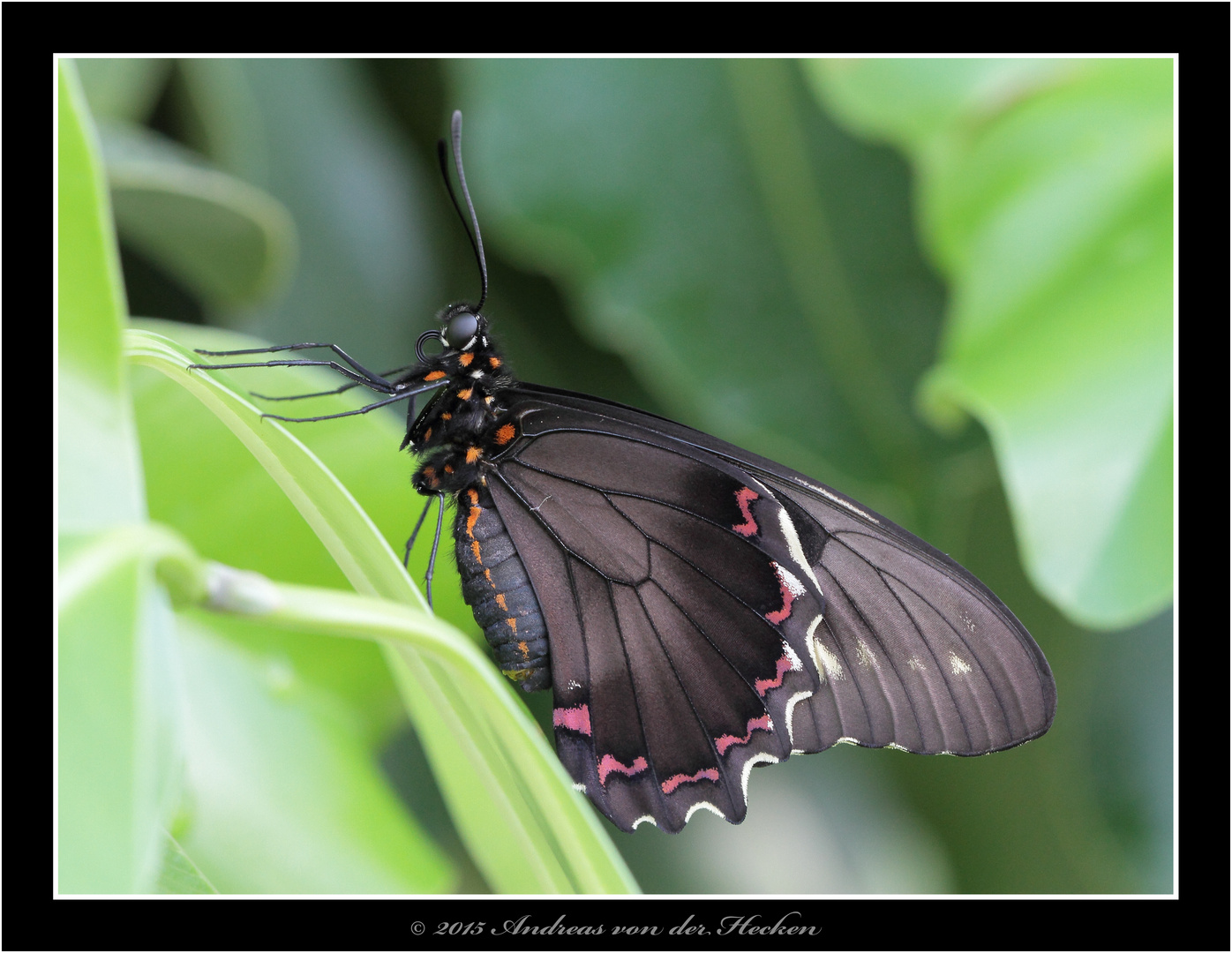 Gefleckter Parides Falter (Parides photinus)