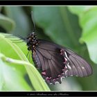 Gefleckter Parides Falter (Parides photinus)