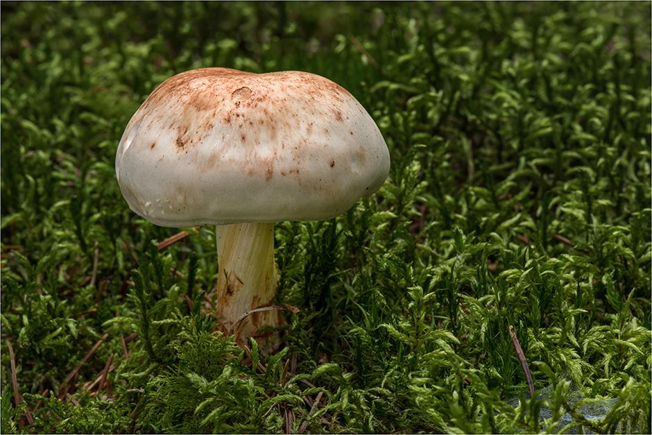 Gefleckter Rübling (Rhodocollybia maculata)