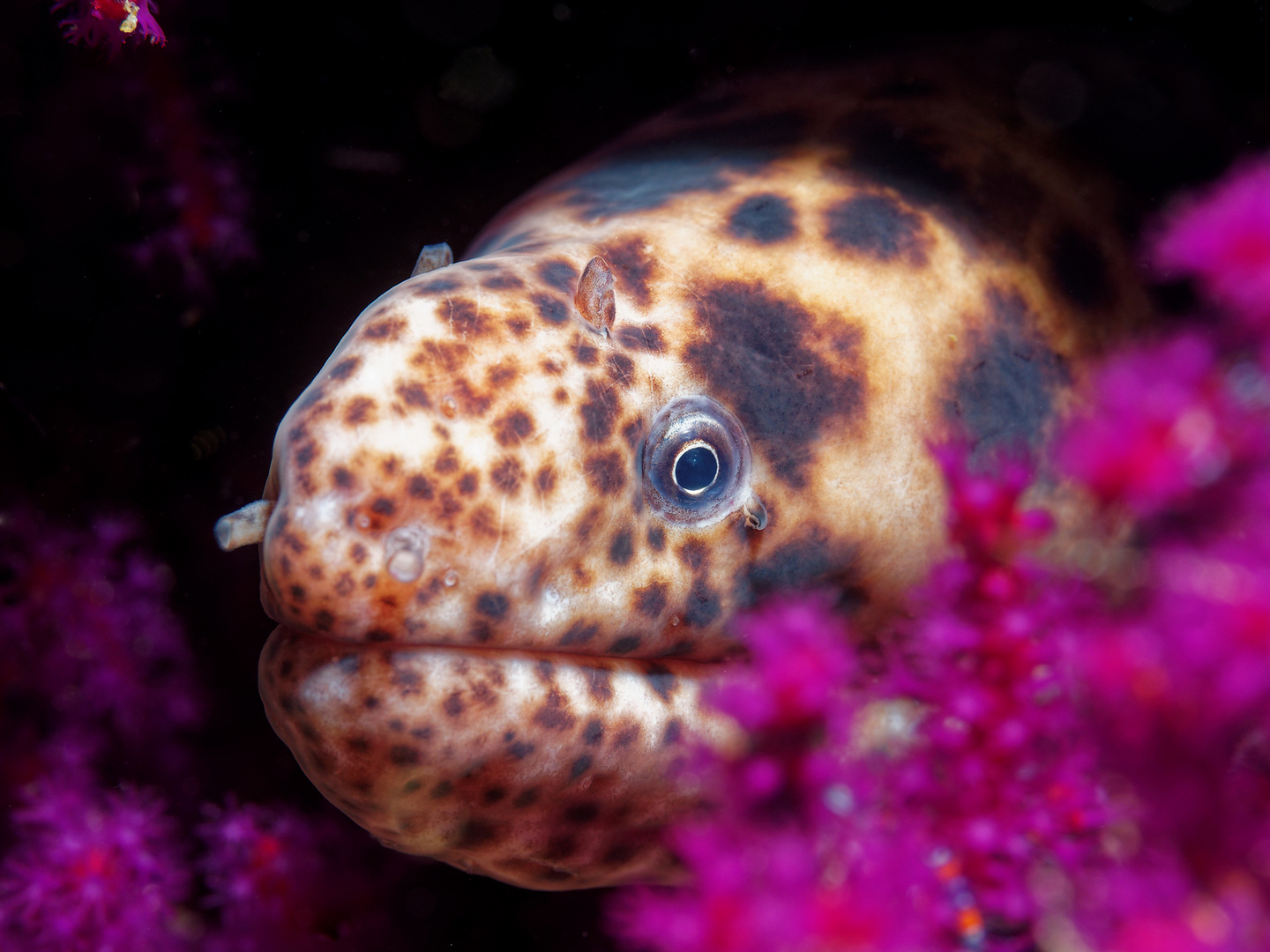 Gefleckter Schlangenaal