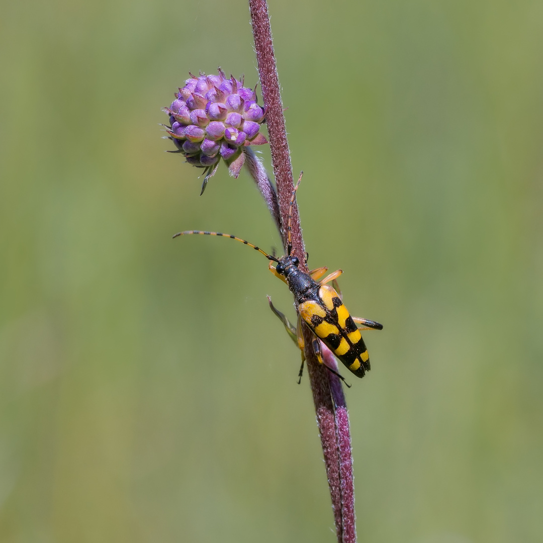 Gefleckter Schmalbock