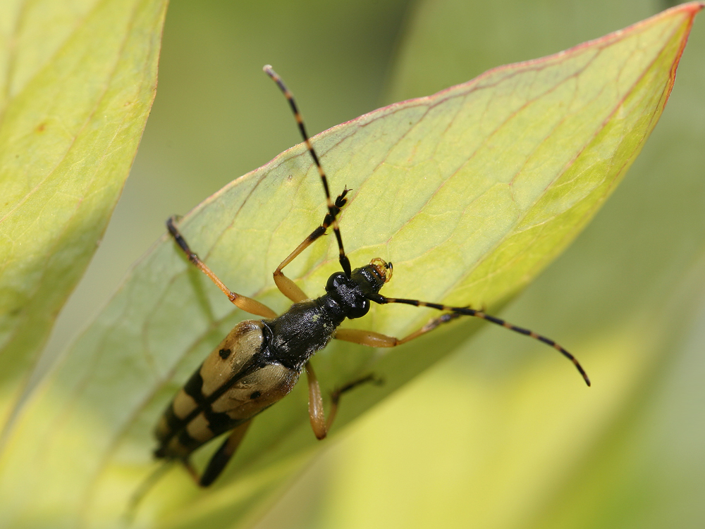 Gefleckter Schmalbock