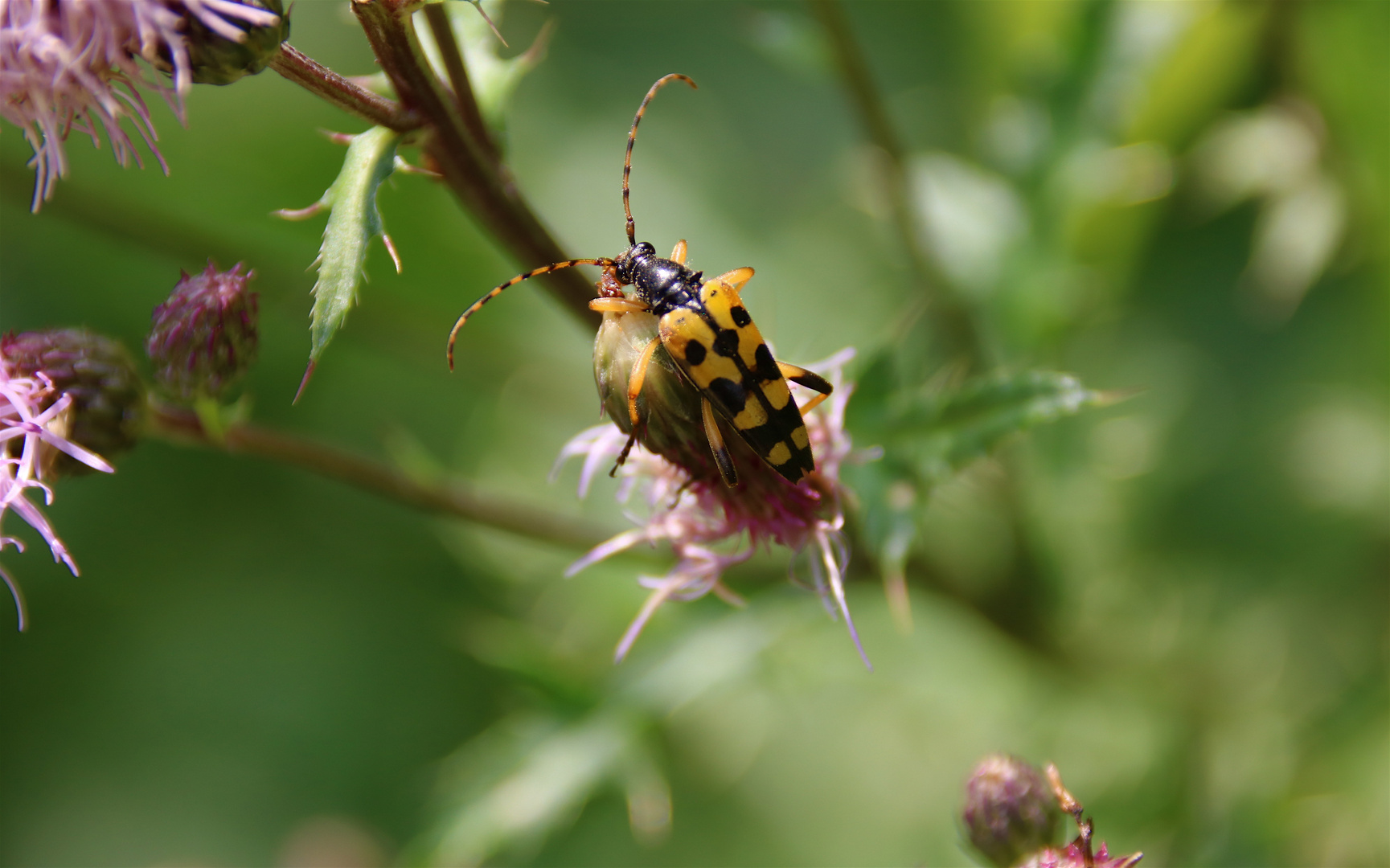 gefleckter Schmalbock