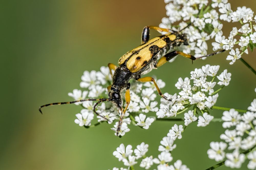 "GEFLECKTER SCHMALBOCK"