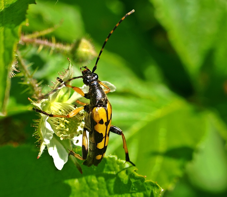 Gefleckter Schmalbock