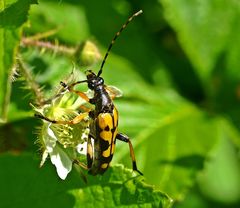 Gefleckter Schmalbock