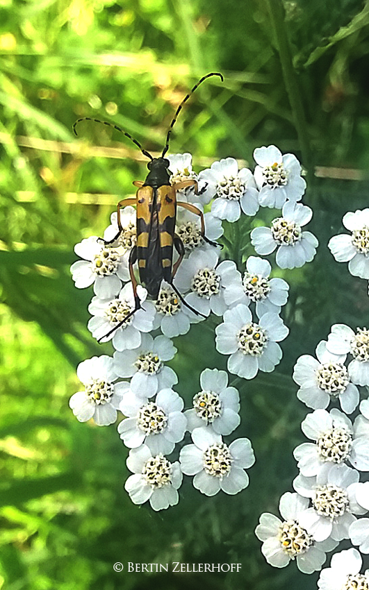 Gefleckter Schmalbock 1