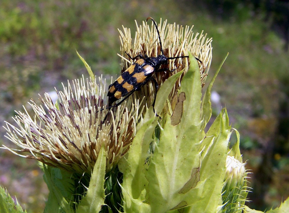 Gefleckter Schmalbock 2