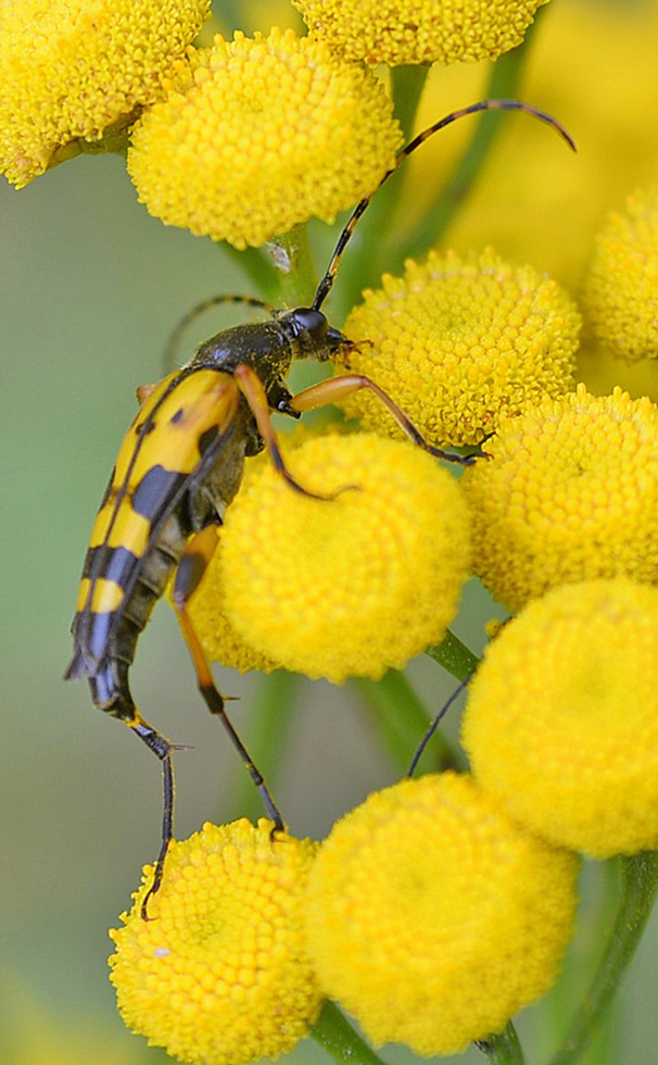 Gefleckter Schmalbock 