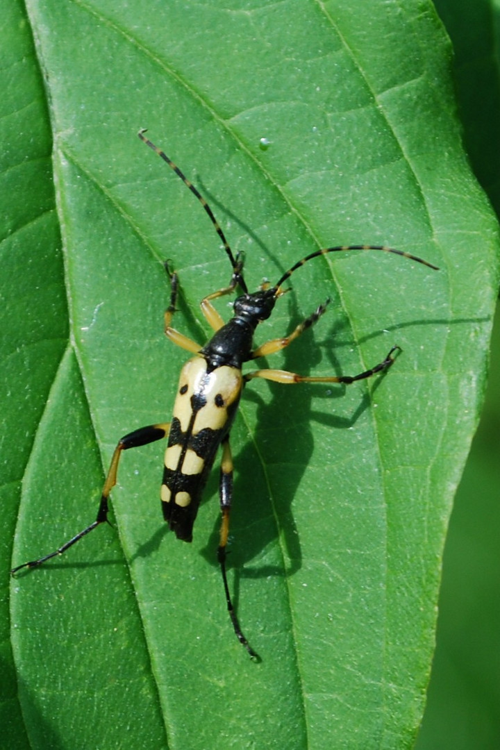 gefleckter Schmalbock