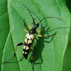 gefleckter Schmalbock