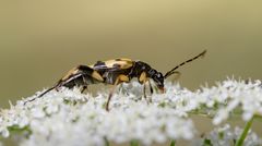 gefleckter schmalbock