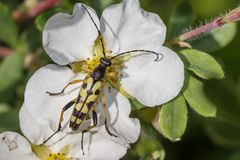 Gefleckter Schmalbock