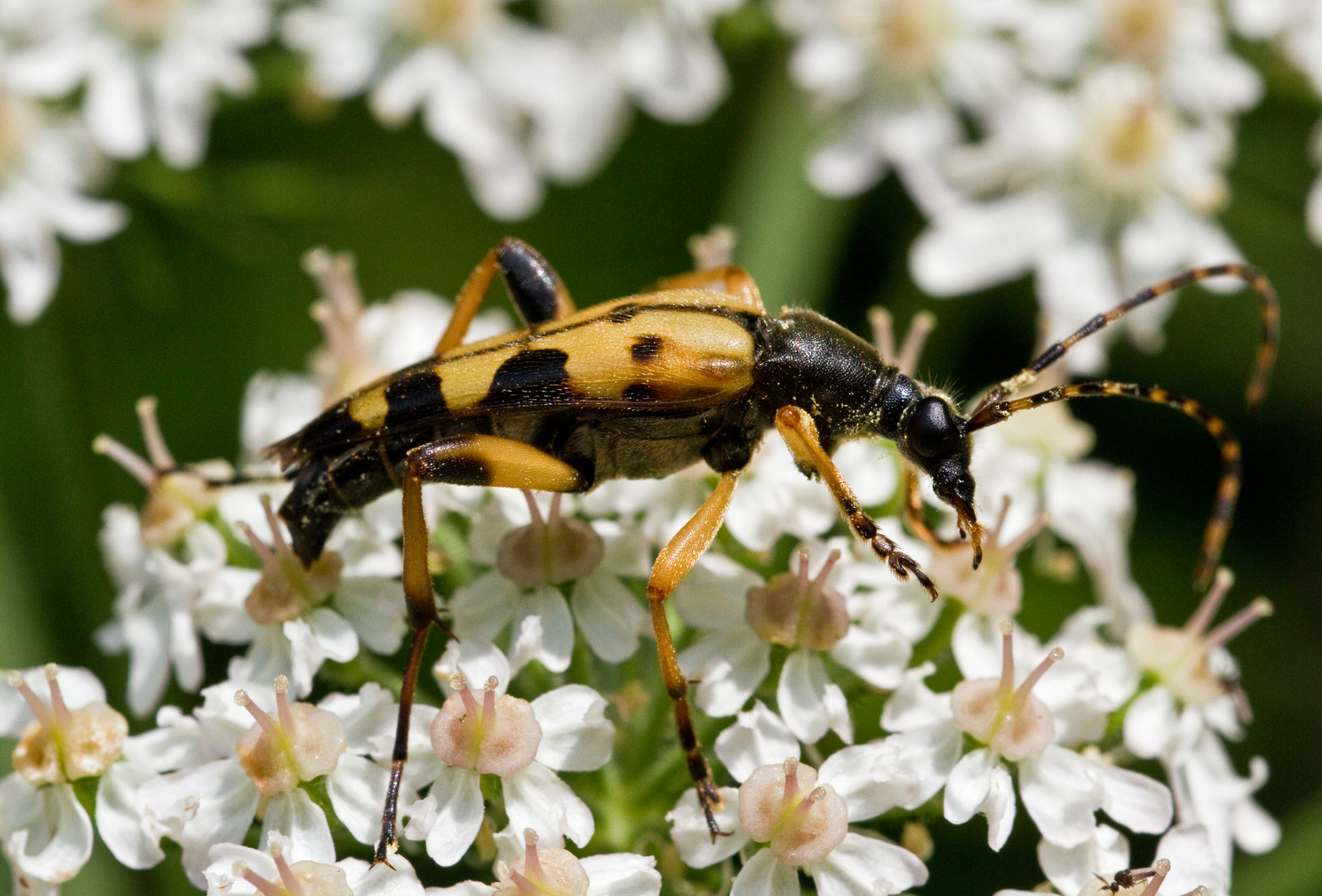 Gefleckter Schmalbock