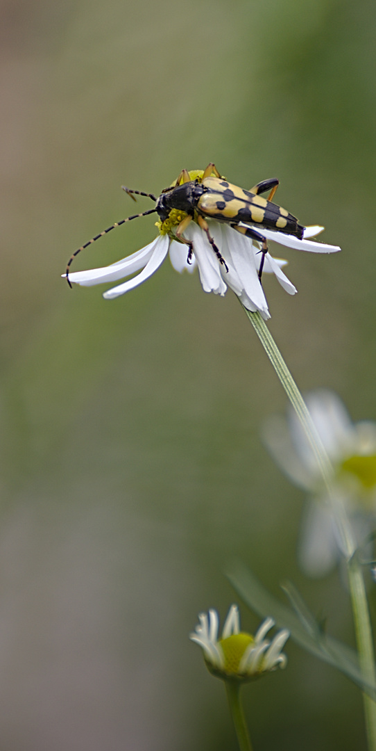 Gefleckter Schmalbock