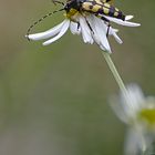 Gefleckter Schmalbock