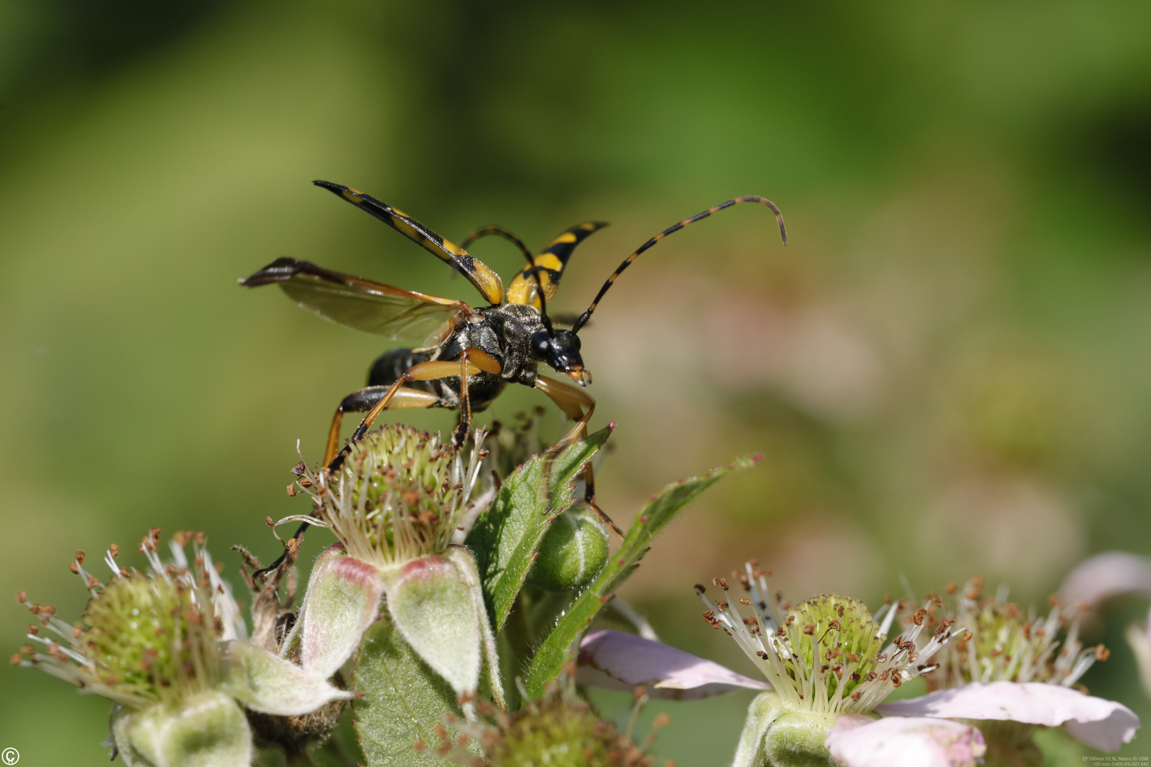 Gefleckter Schmalbock