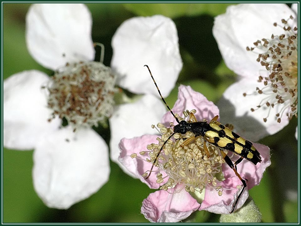 Gefleckter Schmalbock